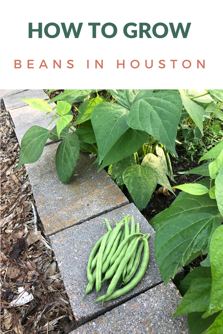 How to Grow Beans in Houston - Pilar's Chilean Food & Garden