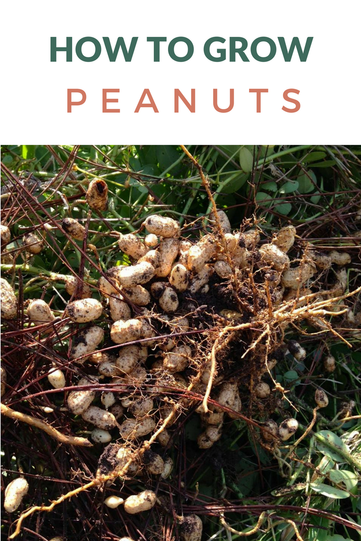 How To Grow Peanuts In Houston Pilars Chilean Food And Garden