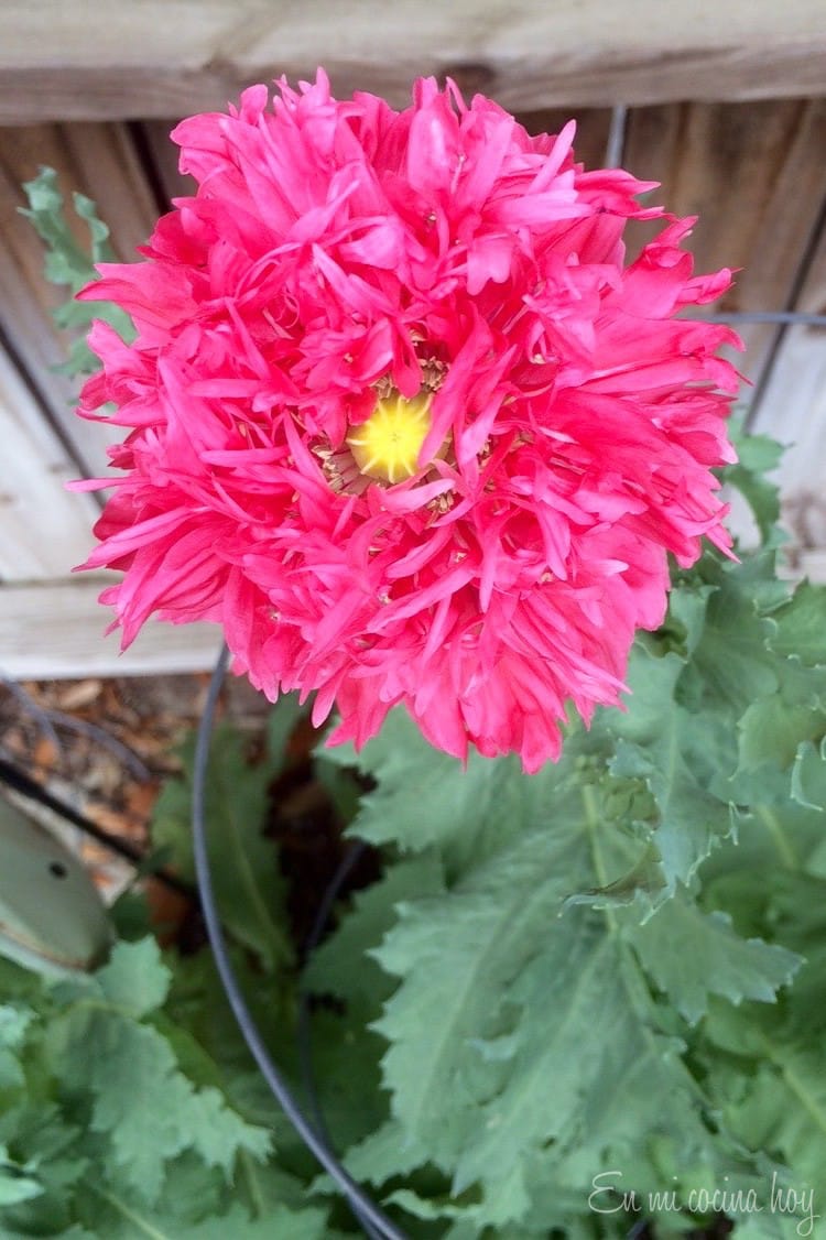 How to Collect Seeds from Poppies