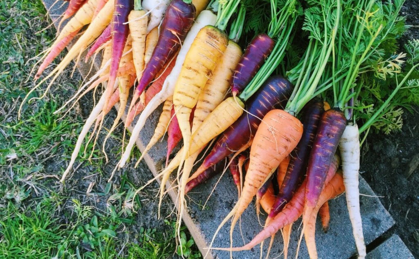 can carrots plant survive austin texas winter weather