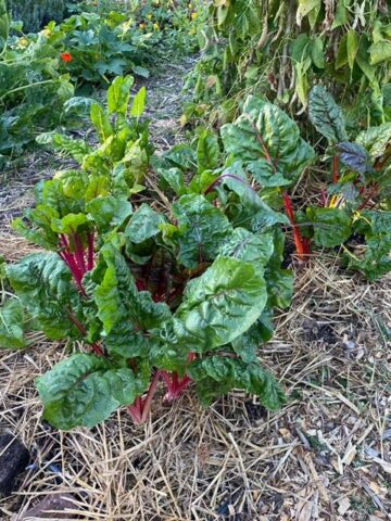 Growing chard on the vegetable garden.